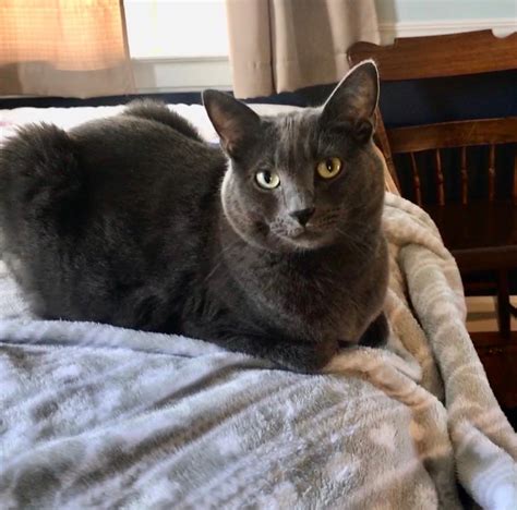 Lost Cat Domestic Short Hair In Winfield Pa Lost My Kitty