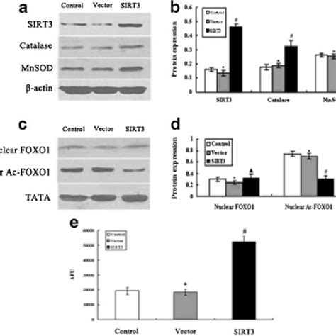 Expression Of Sirt3 Catalase Mnsod Nuclear Foxo1 And Nuclear