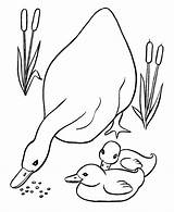 Coloring Ducks Pages Duck Easter Ducklings Sheets Printable Kids Baby Colouring Color Animal Mother Print Her Momma Feeding Choose Board sketch template