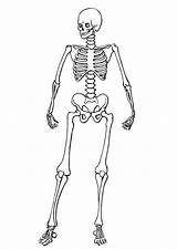 Esqueleto Dibujo sketch template