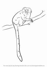Golden Draw Marmoset Drawing Lion Tamarin Step Animals sketch template