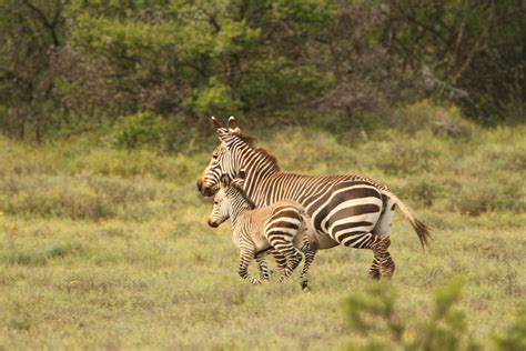 zebras   savannah   africa  image