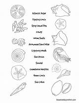 Shell Seashell Seashells Coquillage Matching Worksheet Conch Coloriage Clam Mollusks Coloriages sketch template