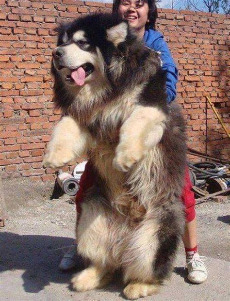 mastim tibetano informacoes sobre  raca de cachorro pet caramelo