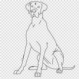 Dane Redbone Coonhound Hound Basset Breed Dobermann Hiclipart sketch template