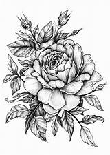 Sketch Rose Tattoo Flower Drawings Drawing Beautiful Designs Visit sketch template
