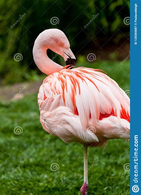 Flamingo Standing On One Leg While Preening It`s Feathers
