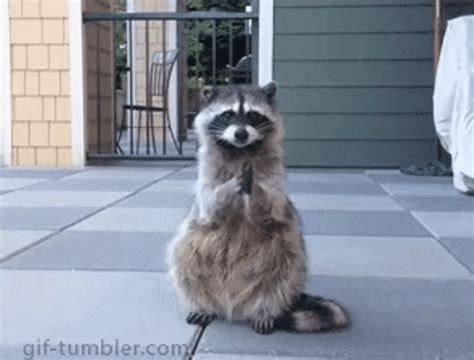 raccoon s search find make and share gfycat s