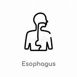 Esophagus Editable sketch template