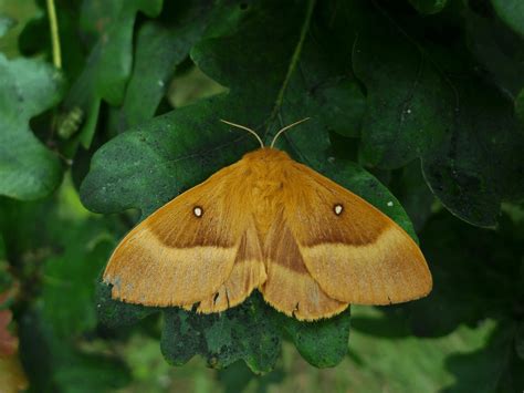 oak eggar moth new forest national park authority