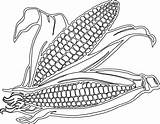 Corn Stalk sketch template