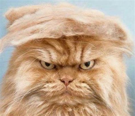 top  politically incorrect cats    donald trump
