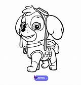 Patrulha Canina Colorir Paw Skye Imprimir Pata Turma Crianças Infantis Atividades Passo sketch template
