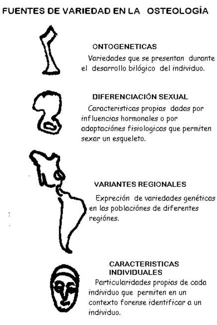 Manual De Osteología Antropológica