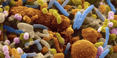 gut bacteria linked  colorectal cancer   study huffpost