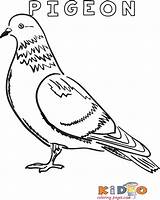 Pigeon Colouring Print Kidocoloringpages sketch template