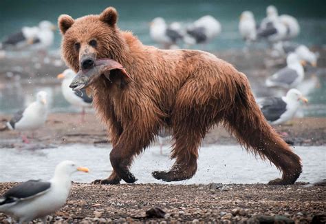 brown bears eat top  adventures
