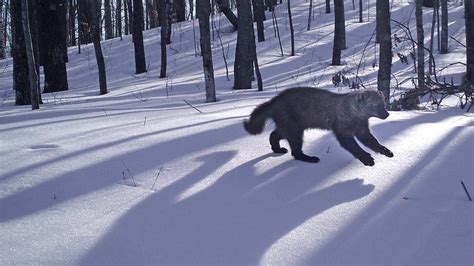 wisconsin animals photographed  trail cameras