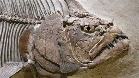 fossils   earliest animals exist