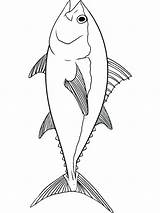 Coloring Tuna Fish Pages Catfish Printable Color Template Print Stencil Barracuda Getcolorings Recommended Getdrawings Colorings sketch template