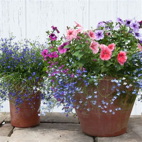 Buy 60 Plug Plants Hanging Basket Bedding Plant Collection £29 99