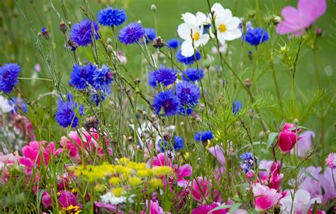 wild flowers  meadow  stock photo public domain pictures