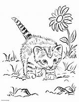 Coloring Pages Kittens Cats Color Kitten Printable Print Getcolorings sketch template
