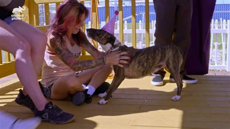 Pit Bulls And Parolees Pit Bulls And Parolees Lizzy And Moe Are