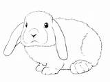 Lop Bunnies Kaninchen Rabbits Drawn Beginners Central Drawcentral Hase Malvorlage Kristina Qwant sketch template