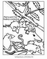 Possum Coloring Pages Opossum Virginia West Getcolorings Designlooter Printable Template 91kb 960px sketch template