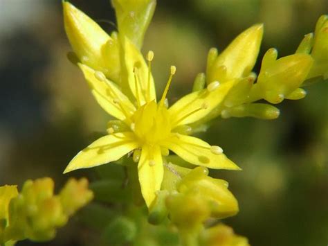 sedum sexangulare tasteless stonecrop crassulaceae images