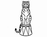 Coloring Circus Tiger Pages Coloringcrew Colorear Sheets Book Fra Freecoloringpages Gemt sketch template