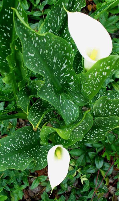 Plant Profile Calla Lilies Zantedeschia Aethiopica