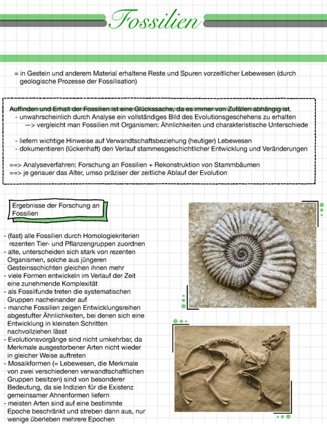 fossilien entstehung und begriffserklaerungen fossilien  gestein und anderem material