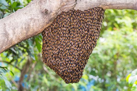 swarms  colonies whats  difference  bee removal