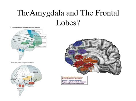 ppt amygdala powerpoint presentation id 272856