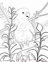 Coloring Pages Budgie Cockatoo Conure Sun Drawing Goffin Color Getdrawings Print Popular sketch template