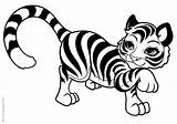 Tigres Tygrysy Colorear Tigre Tiikerit Kolorowanki Animali Tigri Varityskuvia Tulosta Pokoloruj sketch template