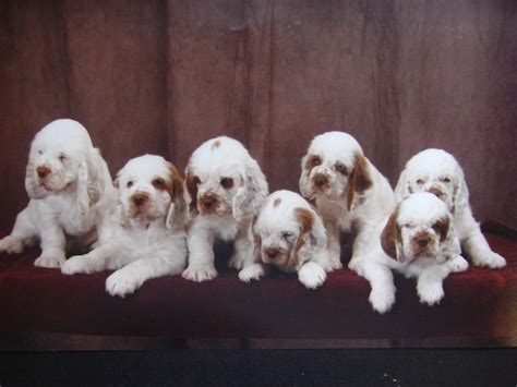 clumber spaniel breeders profiles  pictures dog breeders profiles