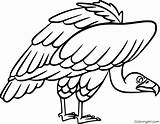 Vulture Printable Coloringall Vultures Birds sketch template
