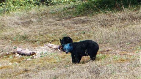 Colourful Mystery Blue Headed Bear Spotted Near B C Lake Ctv News