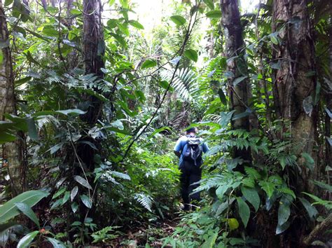rainforest tropical hike  costa rica