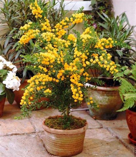 patio mimosa plant acacia armata