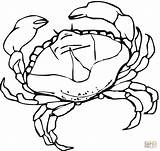Crab Coloring Pages Animal Blue Drawing Template Supercoloring Color Printable Fish Print sketch template