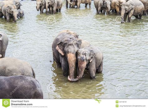 Hugging Elephants In The River Stock Image Image Of