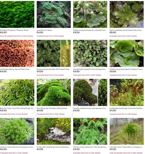moss collection select    species  moss  phytosanitary