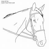 Coloring Pages Thoroughbred Hunter Headstudy Color Horse Getcolorings Line Additions sketch template