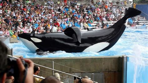 Seaworld Turns 50 Amid Pressure To End Killer Whale Shows