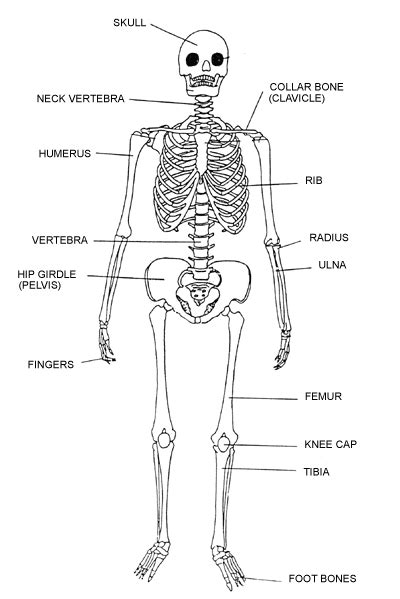 skeletal system skeletal system human body systems skeletal system activities