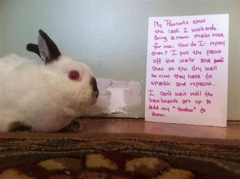 20 bunny shaming photos of some very guilty rabbits